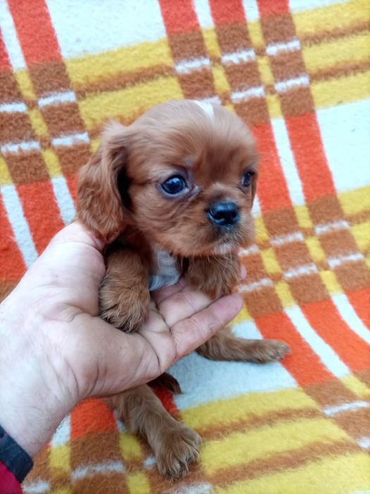 Cavalier king spaniel samiec ruby