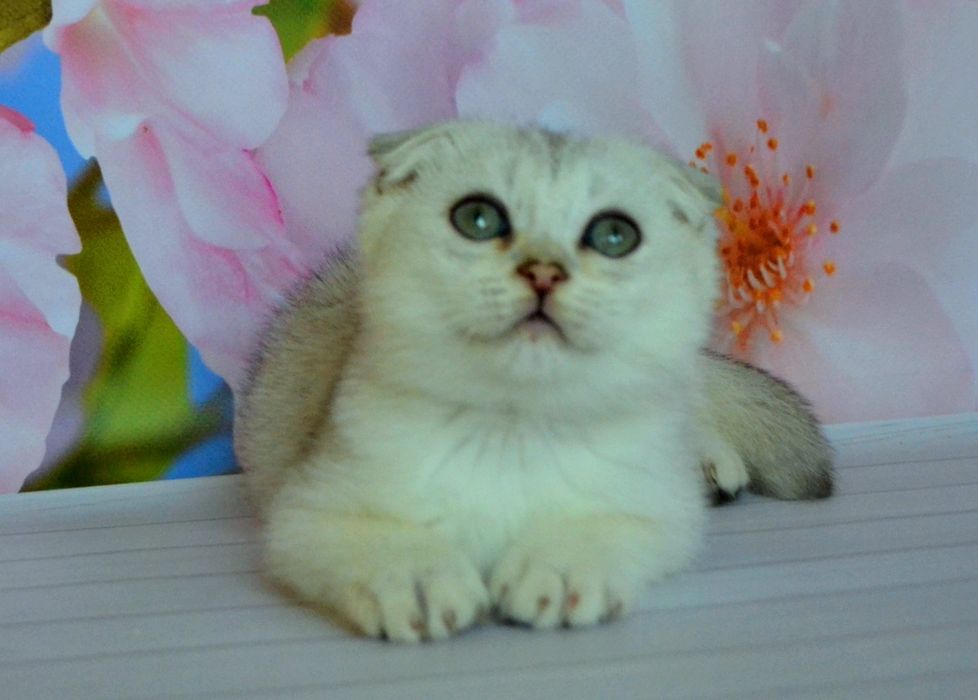 Шикарные шиншиллы серебристые