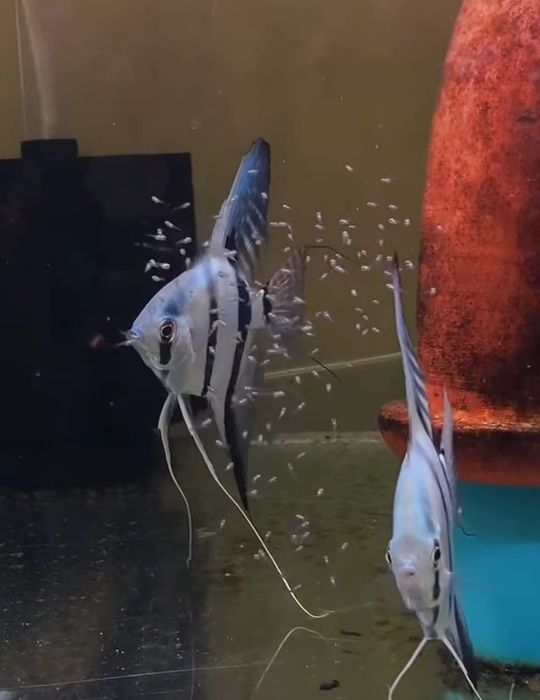 Casal  Escalares Azul  Néon