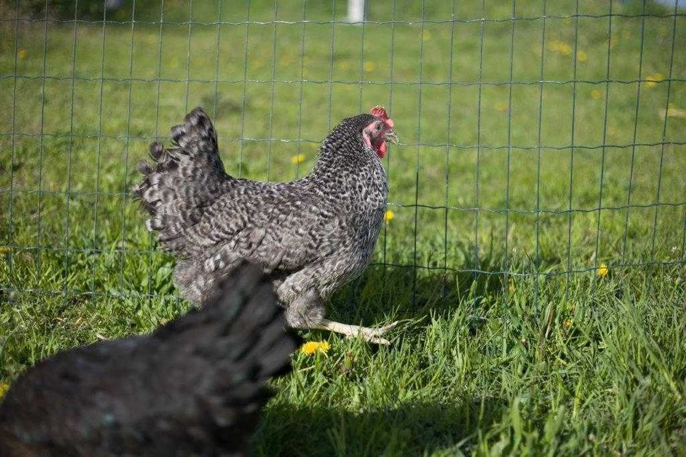 Kurki kokoszki nioski Rosa kolorowa na wybieg młoda dostawa Gratis