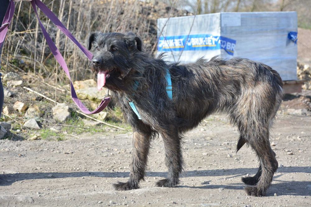 Kora - terierkowata, spokojna, fajna sunia do adopcji.