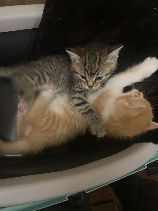 тваринки муркотунчики безкоштовно