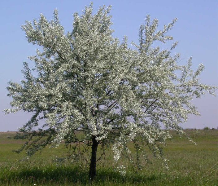 OLIWNIK WĄSKOLISTNY - sadzonki w doniczkach