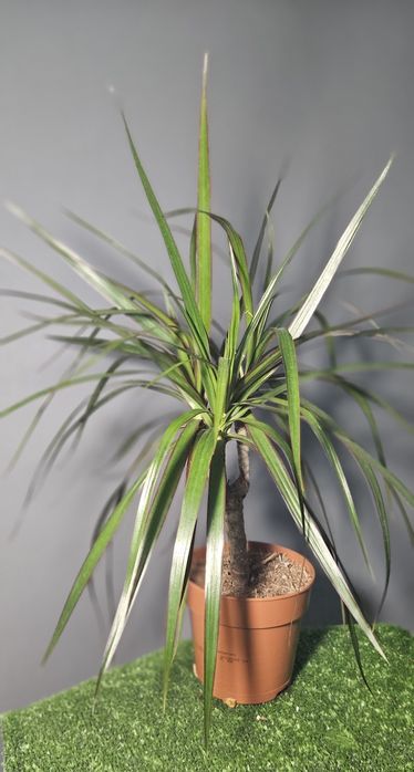 Продам араукарию ,фиалки ,лавровый лист,мини орхидеи, драцены,цикламен