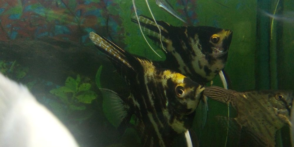 Рибки гурамі, скалярії, молінезії, гупі ті інші