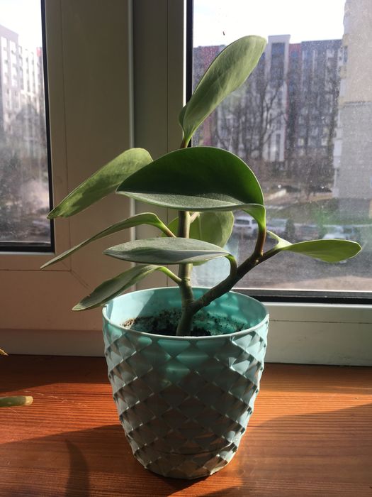 Квіти, вазони, кімнатні рослини.