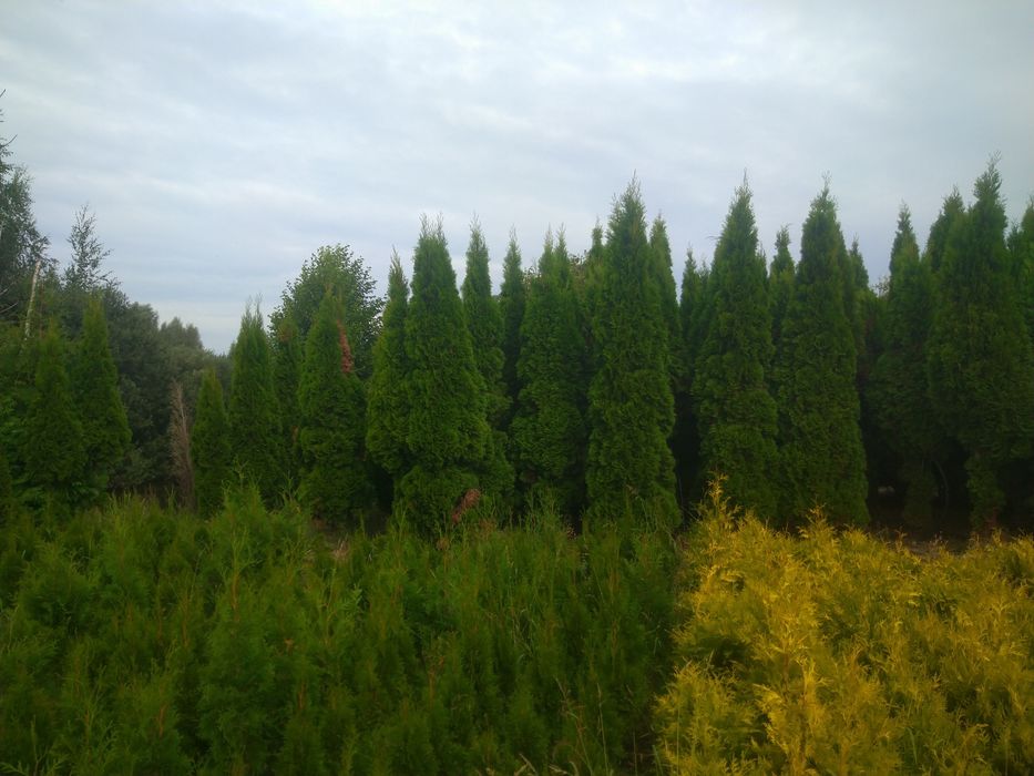 Duże Thuja  Smaragd do 5m. Tuja Szmaragd Producentem Okazjia Promocja