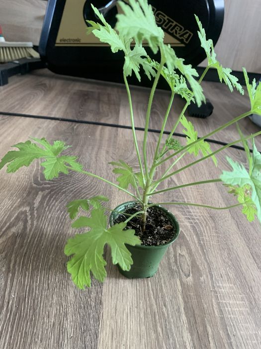 Geranium zwane anginka