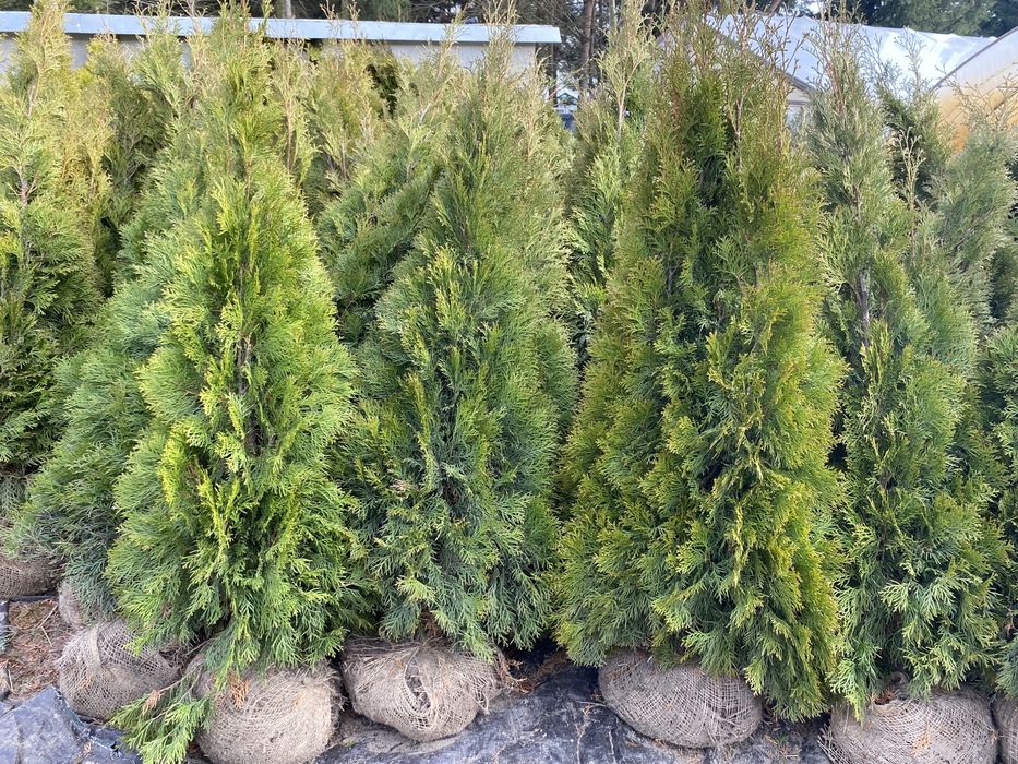 Tuja, tuje szmaragd (thuja, thuje szmaragd)