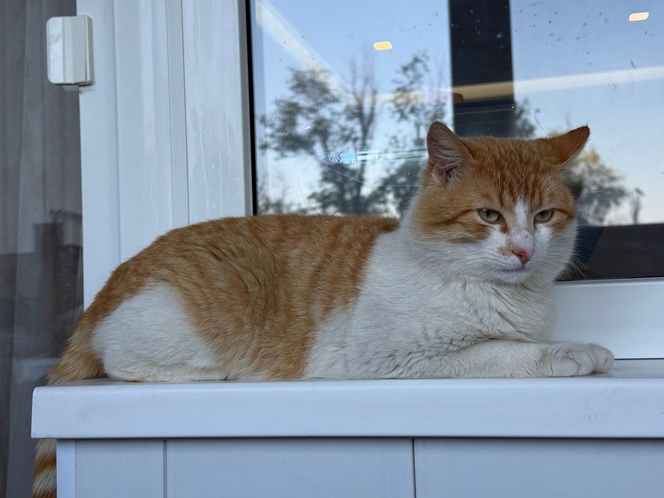 Котик шукає родину