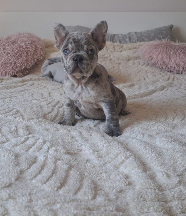 Buldog francuski lilac merle
