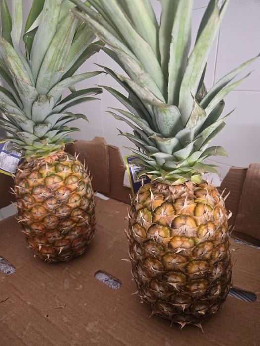 Caixas de ananas docinhos excelente qualidade para entregas