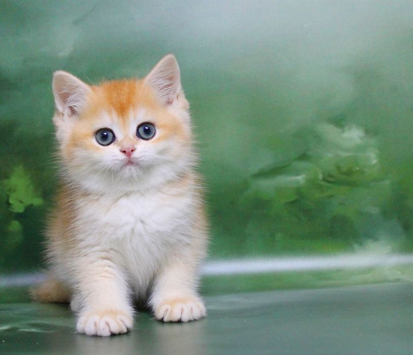 Золотий хлопчина змінить ваше життя