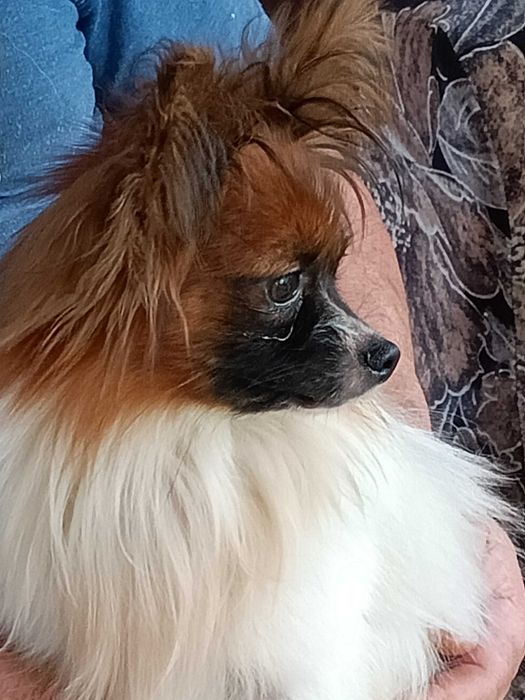 Papillon -piesek