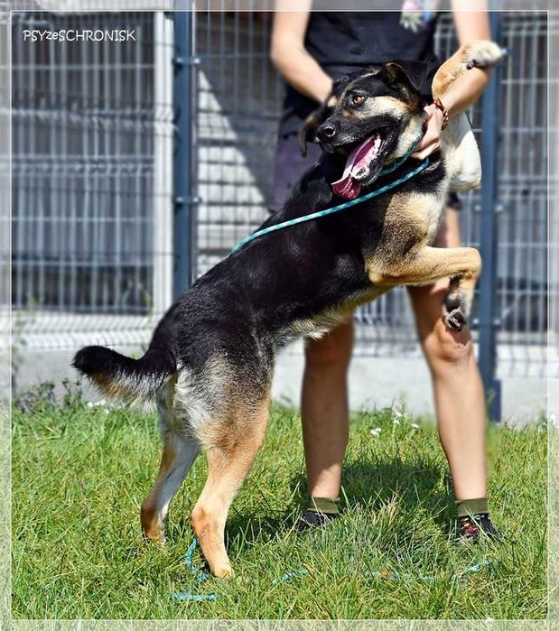 Energiczna Zara szuka domu