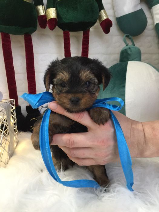 VIP Йорки — Ніжна шерсть, велике серце