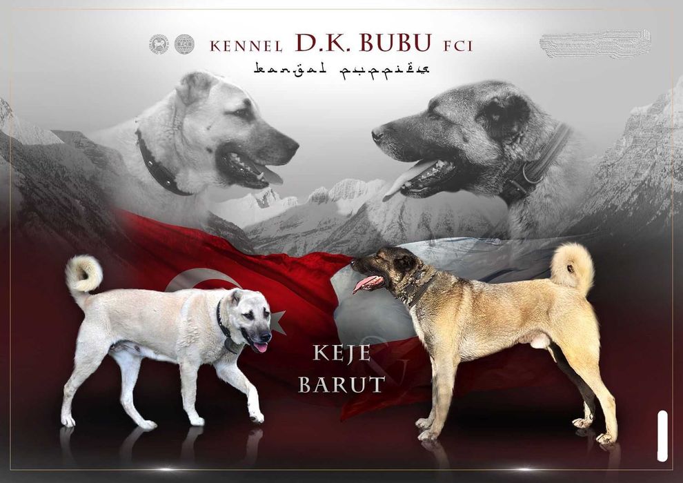 Champion Turcji BARUT kangal.D.K.BUBU FCI