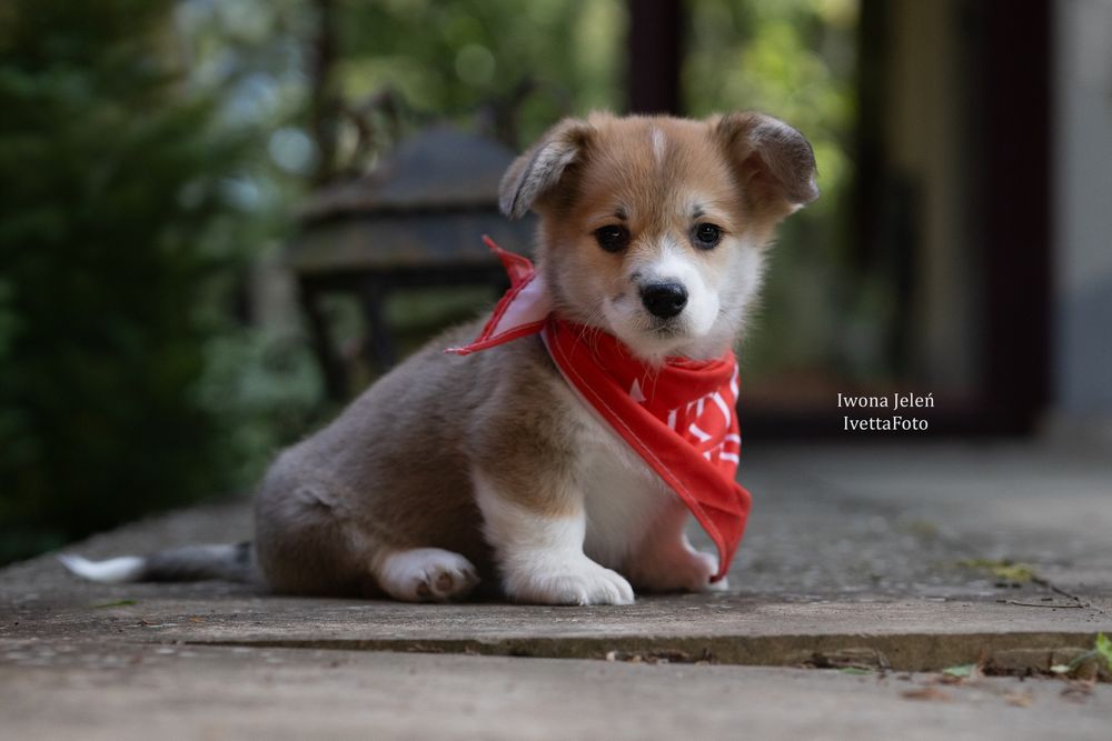 Welsh Corgi Pembroke, ten który Cię pokocha