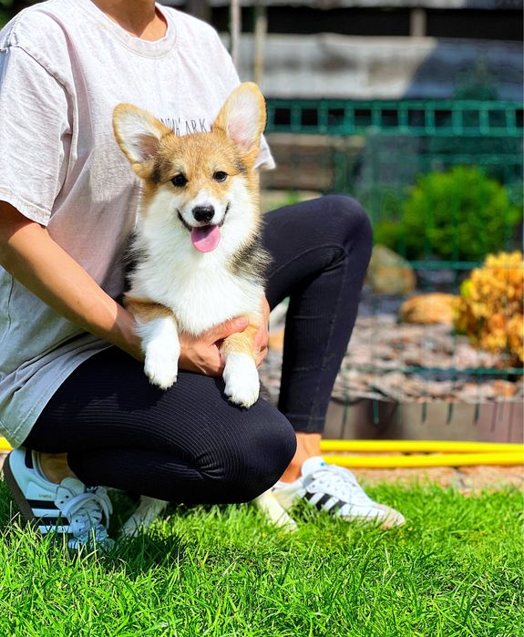 Вельш корги песброк