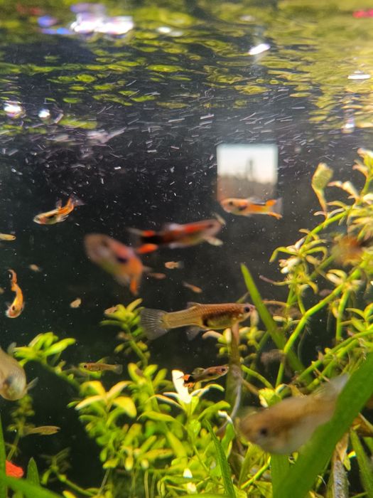 Sprzedam akwarium z życiem
