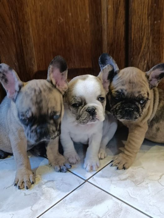 Buldog francuski suczki