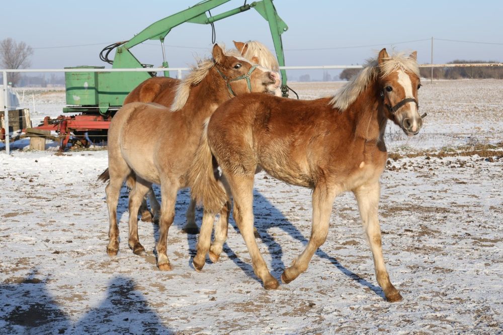 Klacz rasy haflinger
