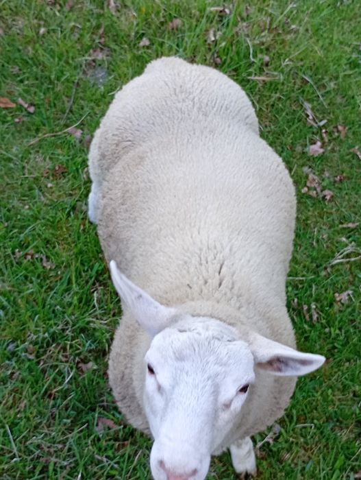 Sprzedam tryka texel