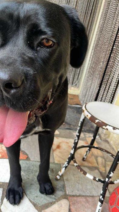 Cane Corso X Labrador