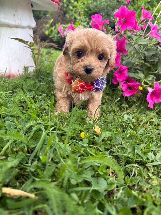 Maltipoo  Piesek