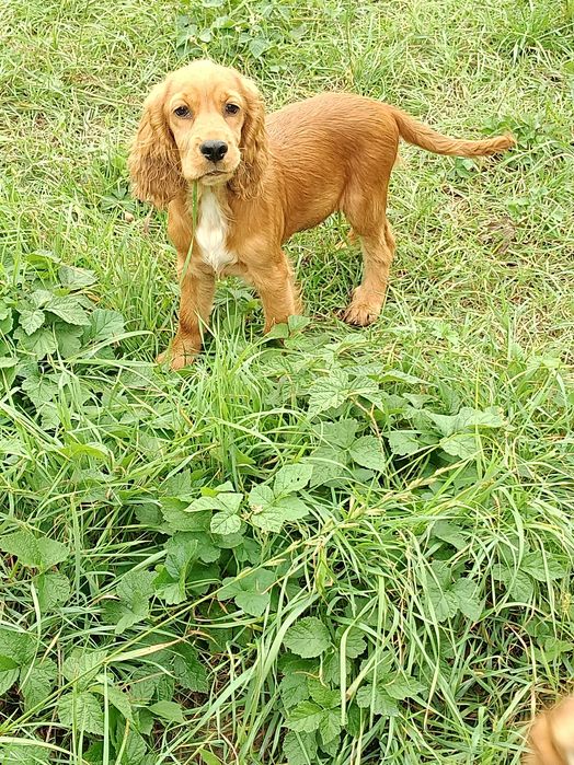 Cocker spaniel angielski