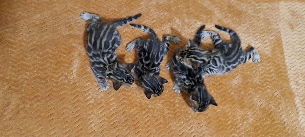 Бенгальские коты