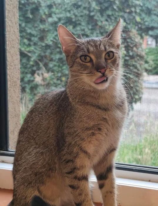 LULI - młody bury kocurek do adopcji