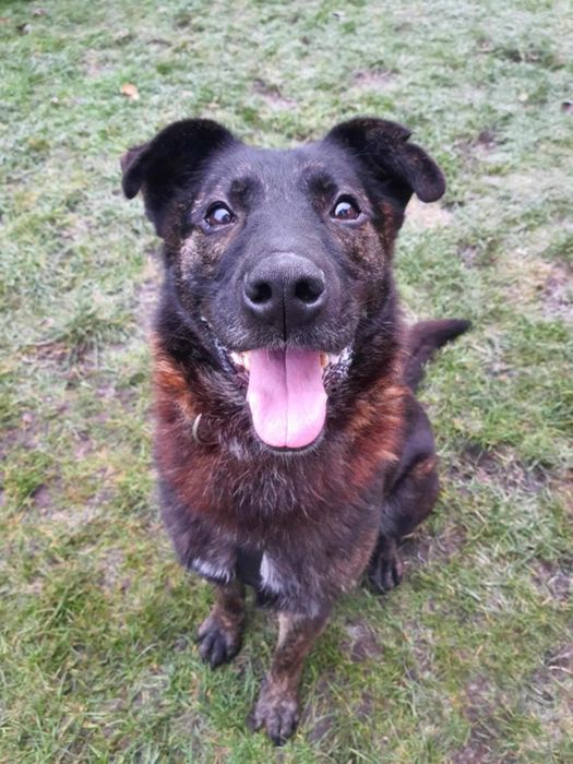 Kochany słodziakAzi szuka domku