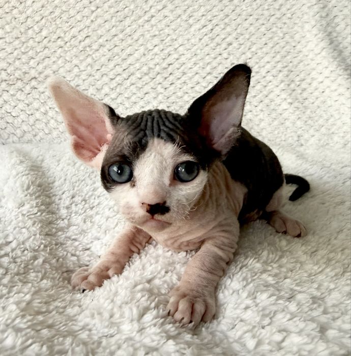 BARON - dostojny, uroczy kocurek  DevonRex