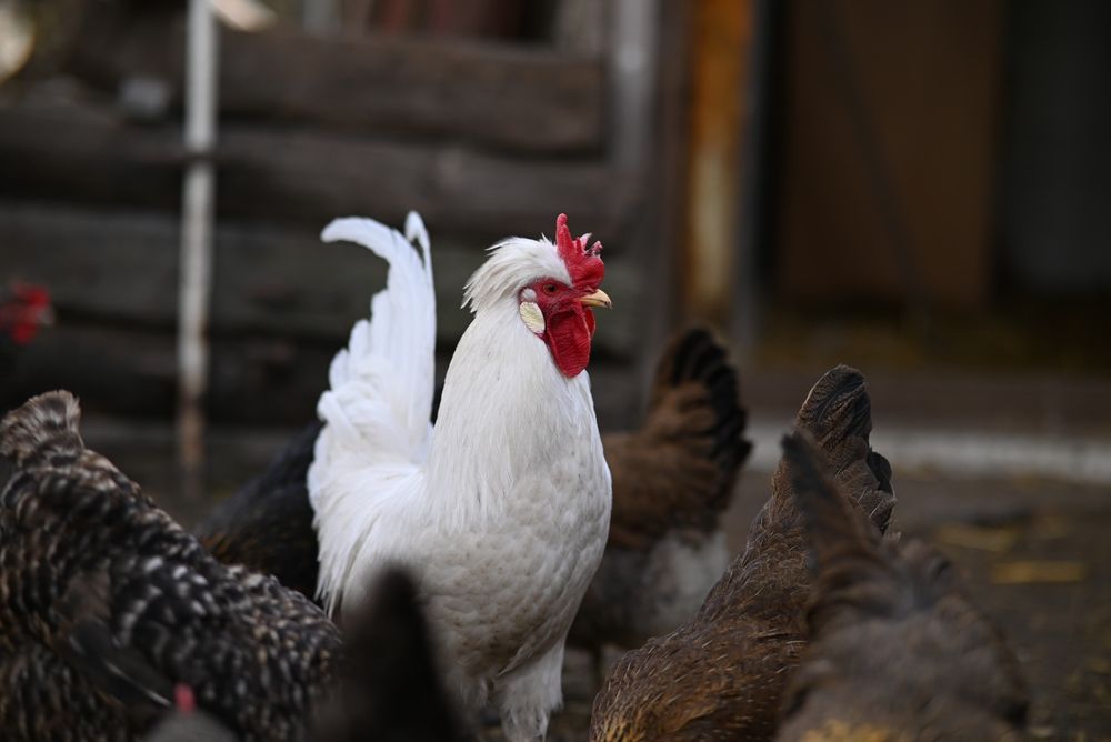 Piękny kogut zmieni kurnik