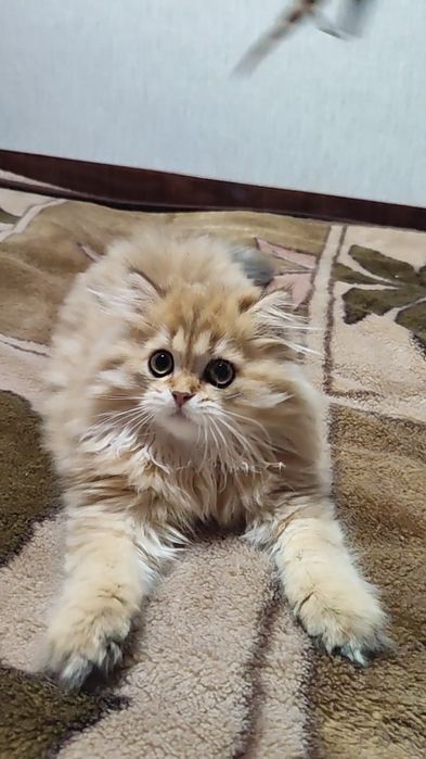 Золотая шиншилла, мальчик