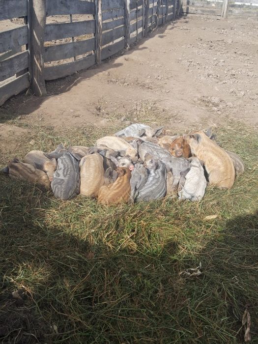 Продам поросята мангали різного віку