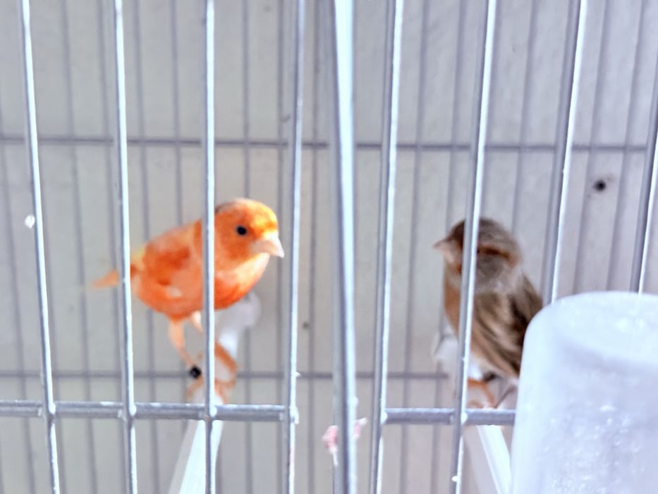 Casal de canarios 2025