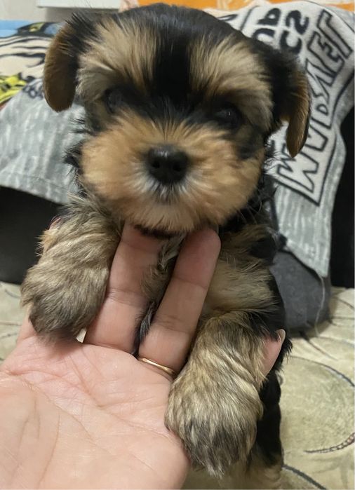 Хлопчики йоркширського тер‘єра