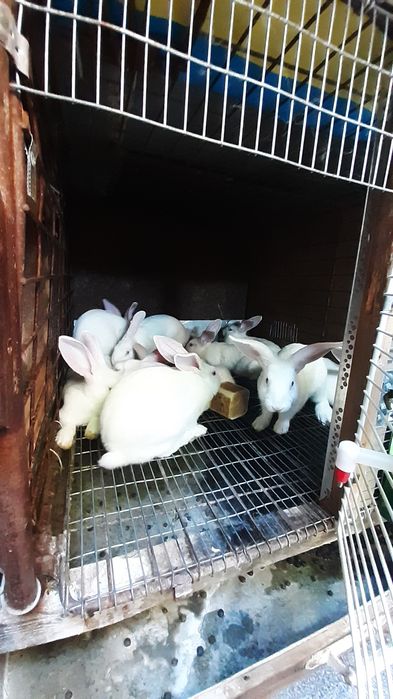 Кролики порода Термон