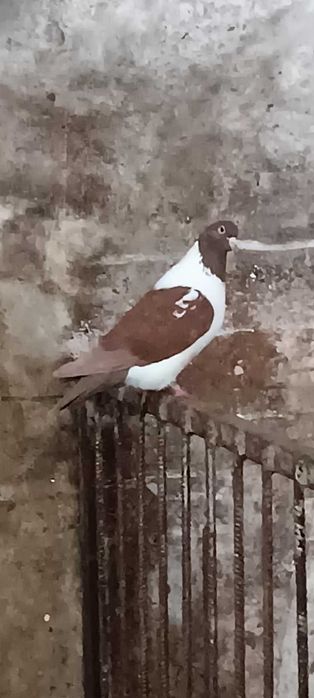 Gołębie strasery parki 2024r.