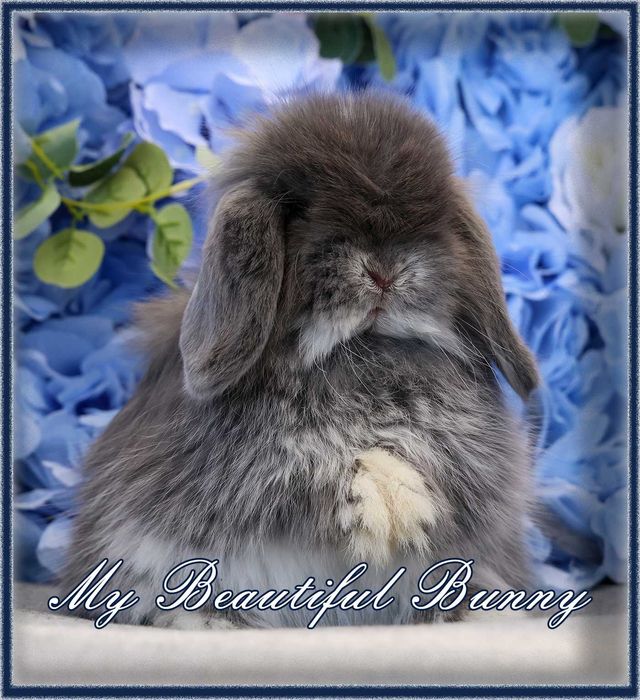 Młody Królik Mini Lop - Blue Otter
