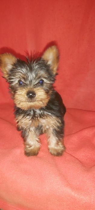 Yorkshire terrier