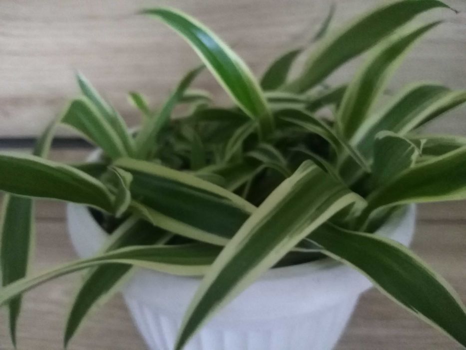 Zielistka - Roślina filtrująca powietrze