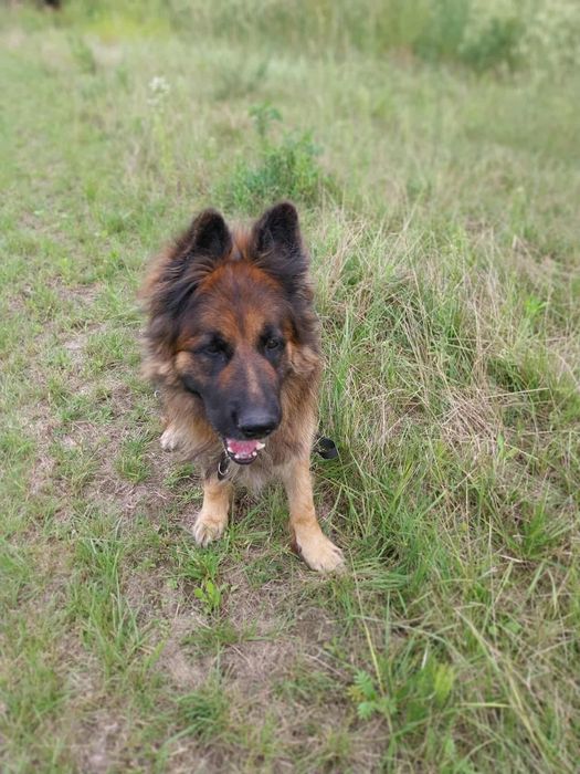RAMBO!  oddany do schroniska, szuka domu na zawsze