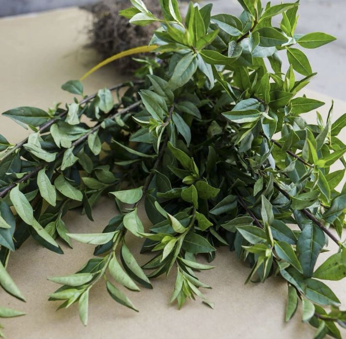 PROMOCJA!! LIGUSTR POSPOLITY ZIMOZIELONY (Ligustrum vulgare)  - sadzonki gruntowe 30-70cm - IDEALNY NA ŻYWOPŁOT