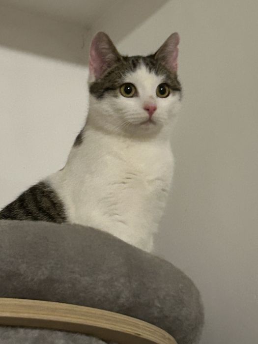 6 miesieczna kotka szuka domu