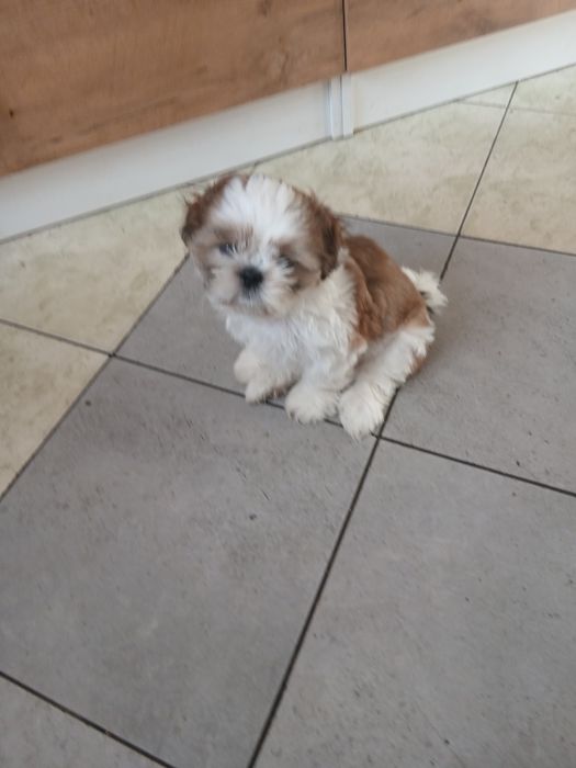 Szczeniaki Shih tzu tricolor