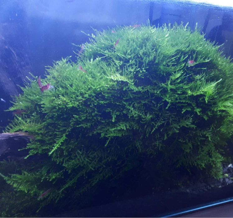 mech jawajski / java moss