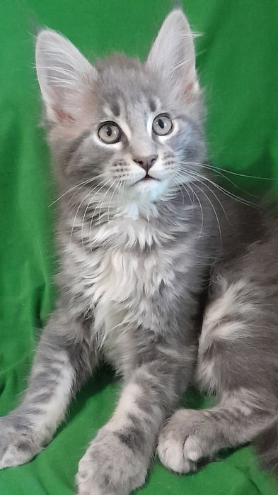 Пропоную кошенят мейн кун.